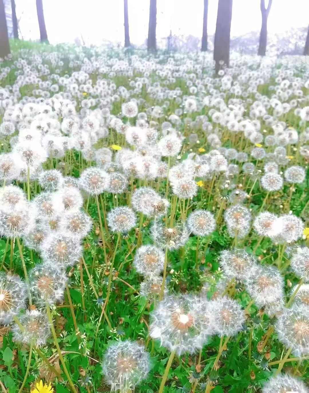 蒲公英种子多年生地被花卉耐寒耐旱耐阴现货批发