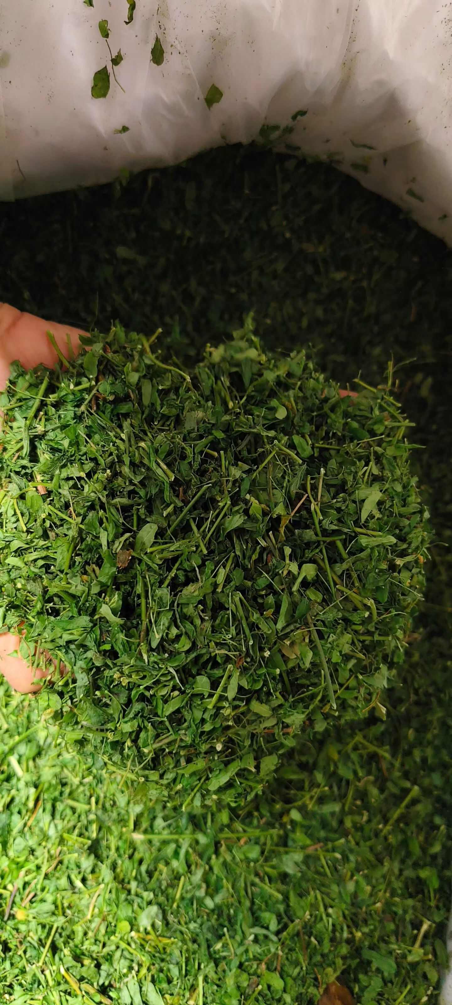 广西玉林鸡骨草中药材全草类优质货源