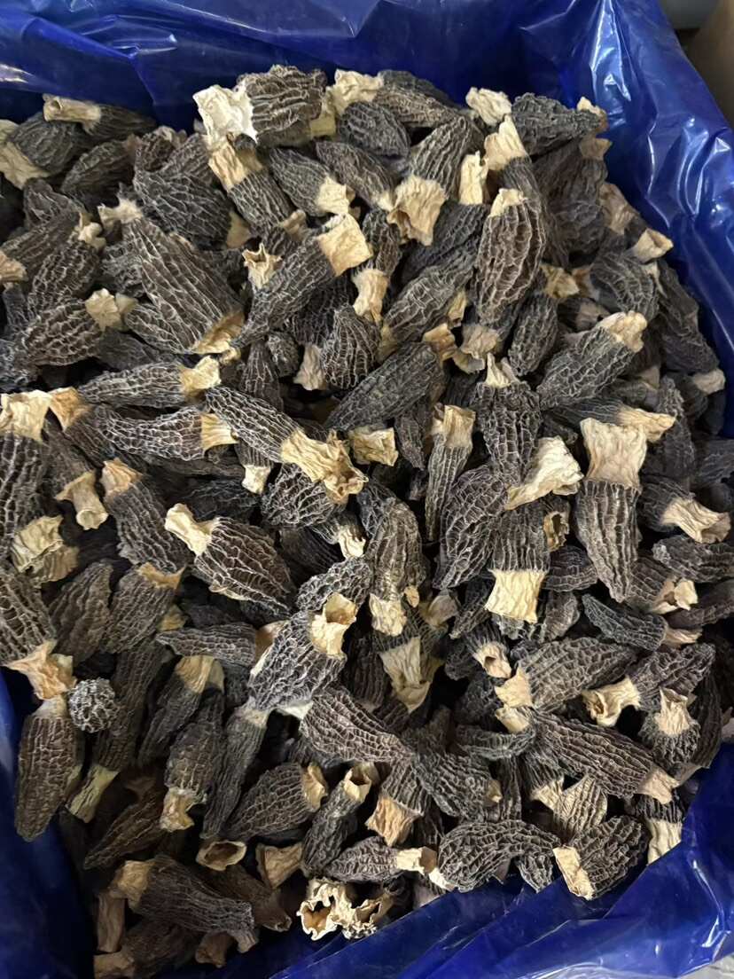 厚羊肚菌干货  5-8