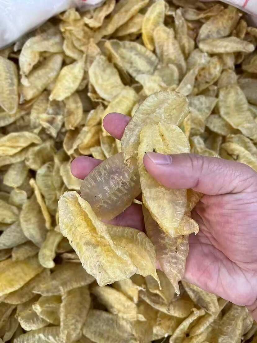 叶子胶 囗感胶质好 100-110头