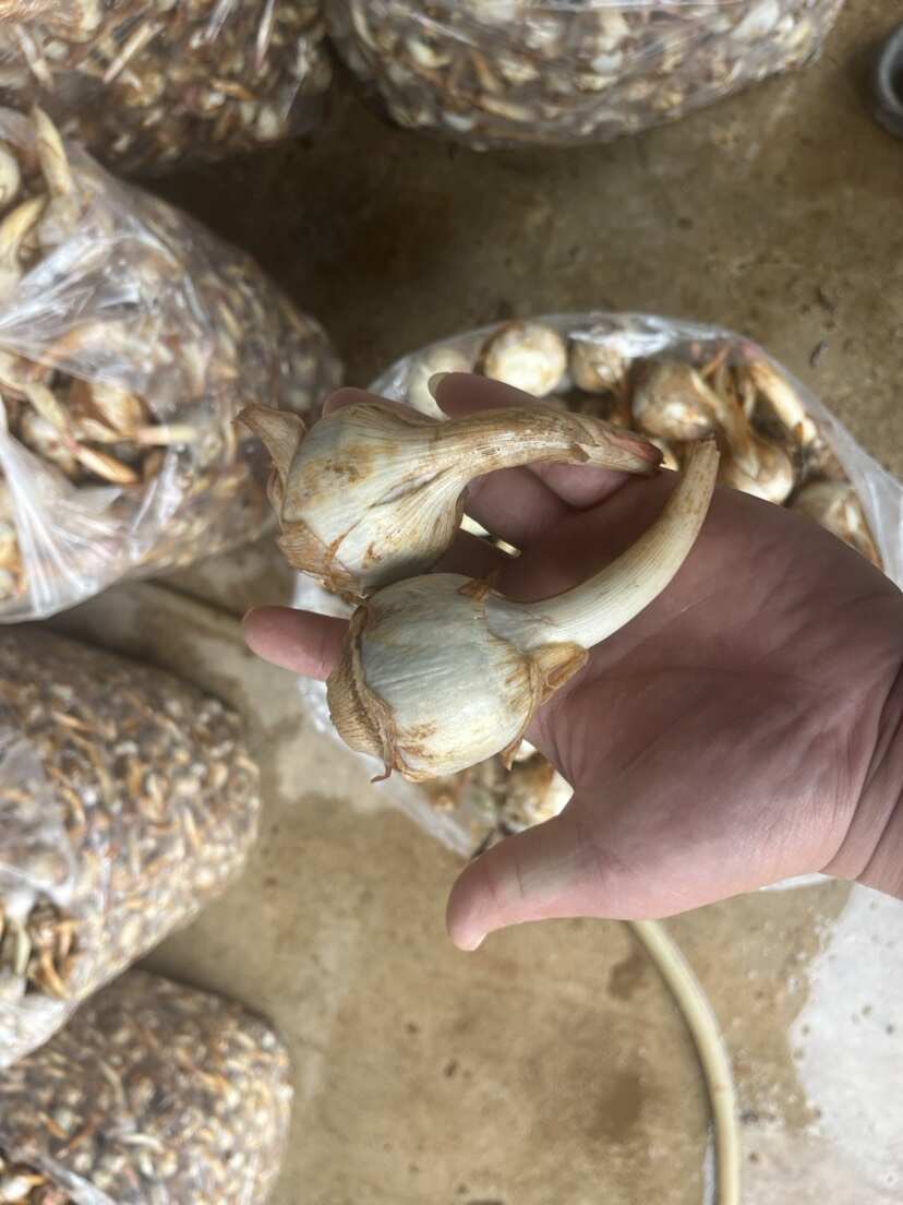 云南精品蓝皮茨菇 大量上市 产地直销 一手货源 欢迎来电咨询
