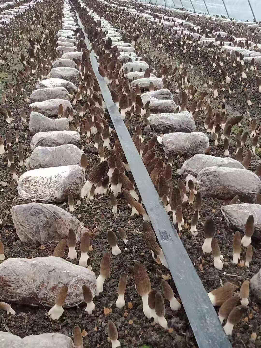 10年厂家直发高温高压灭菌优质羊肚菌菌种