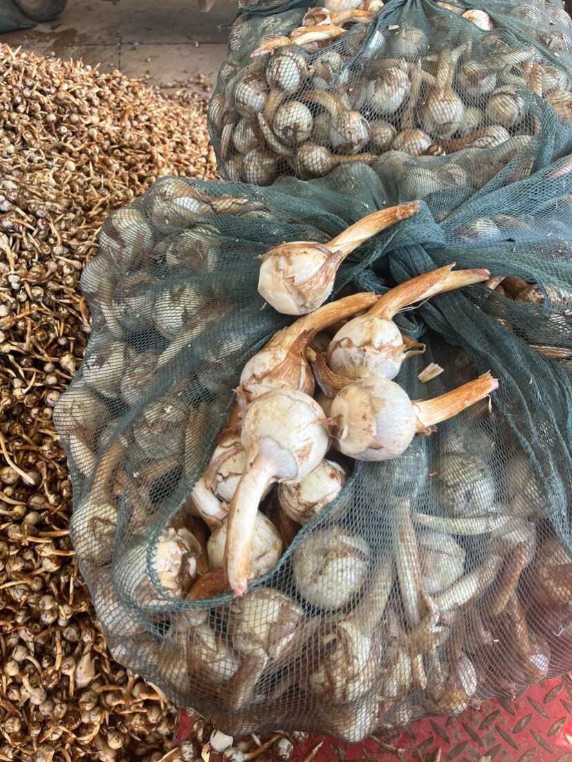 云南精品蓝皮茨菇 大量上市 产地直销 一手货源 欢迎来电咨询