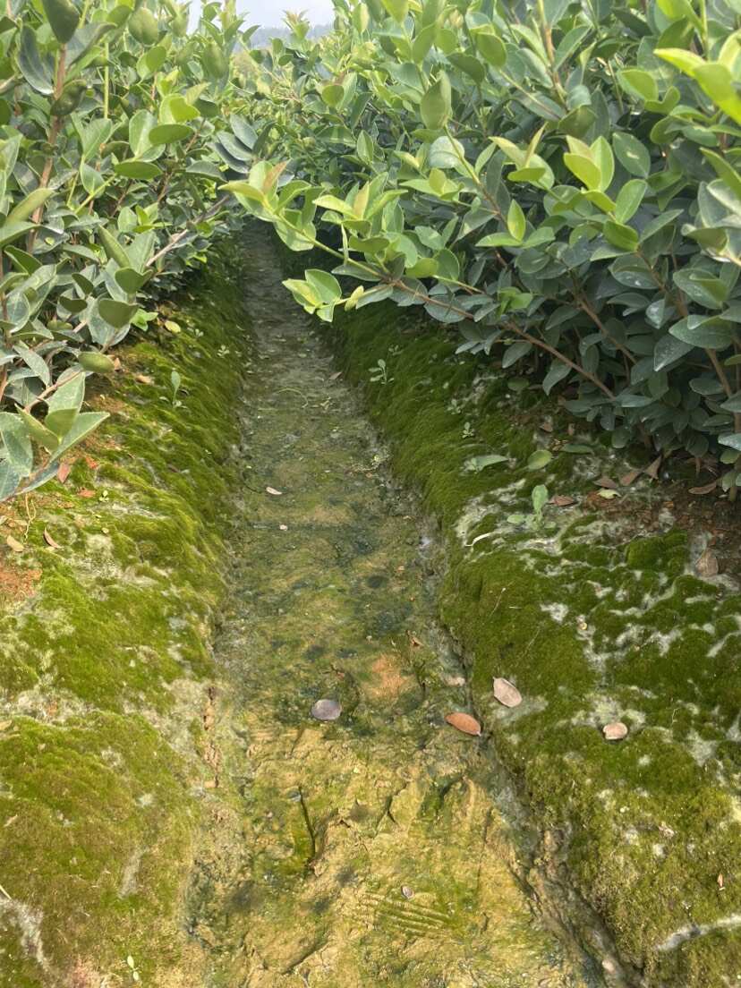 江西丰城优质油茶树苗供应