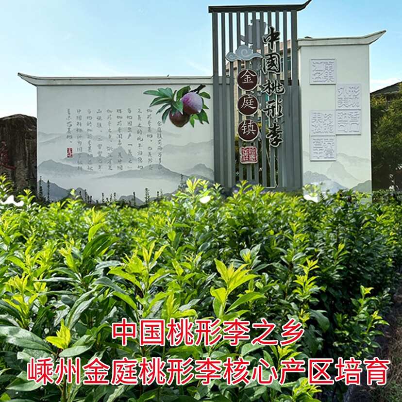 正宗嵊州桃形李苗嫁接浙江红心李子树果苗南方种植当年结果对版