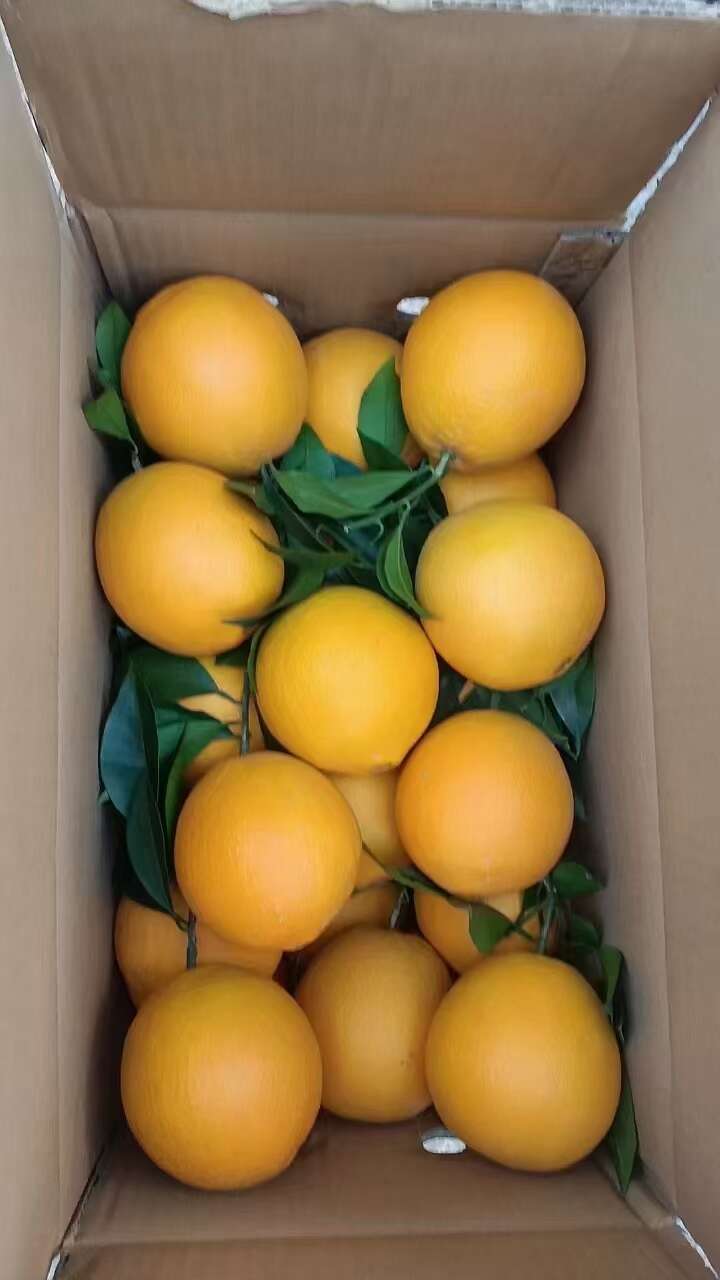赣南脐橙