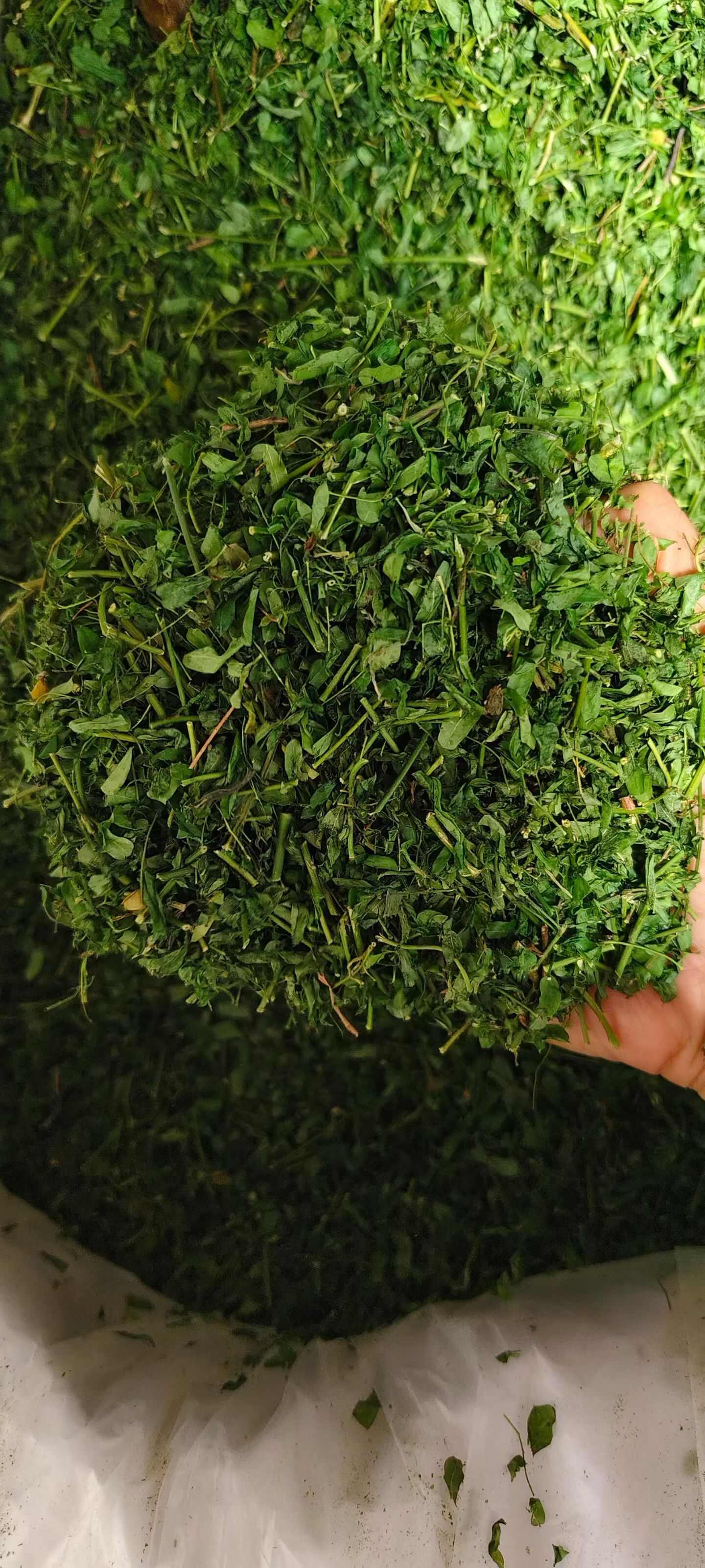 广西玉林鸡骨草中药材全草类优质货源