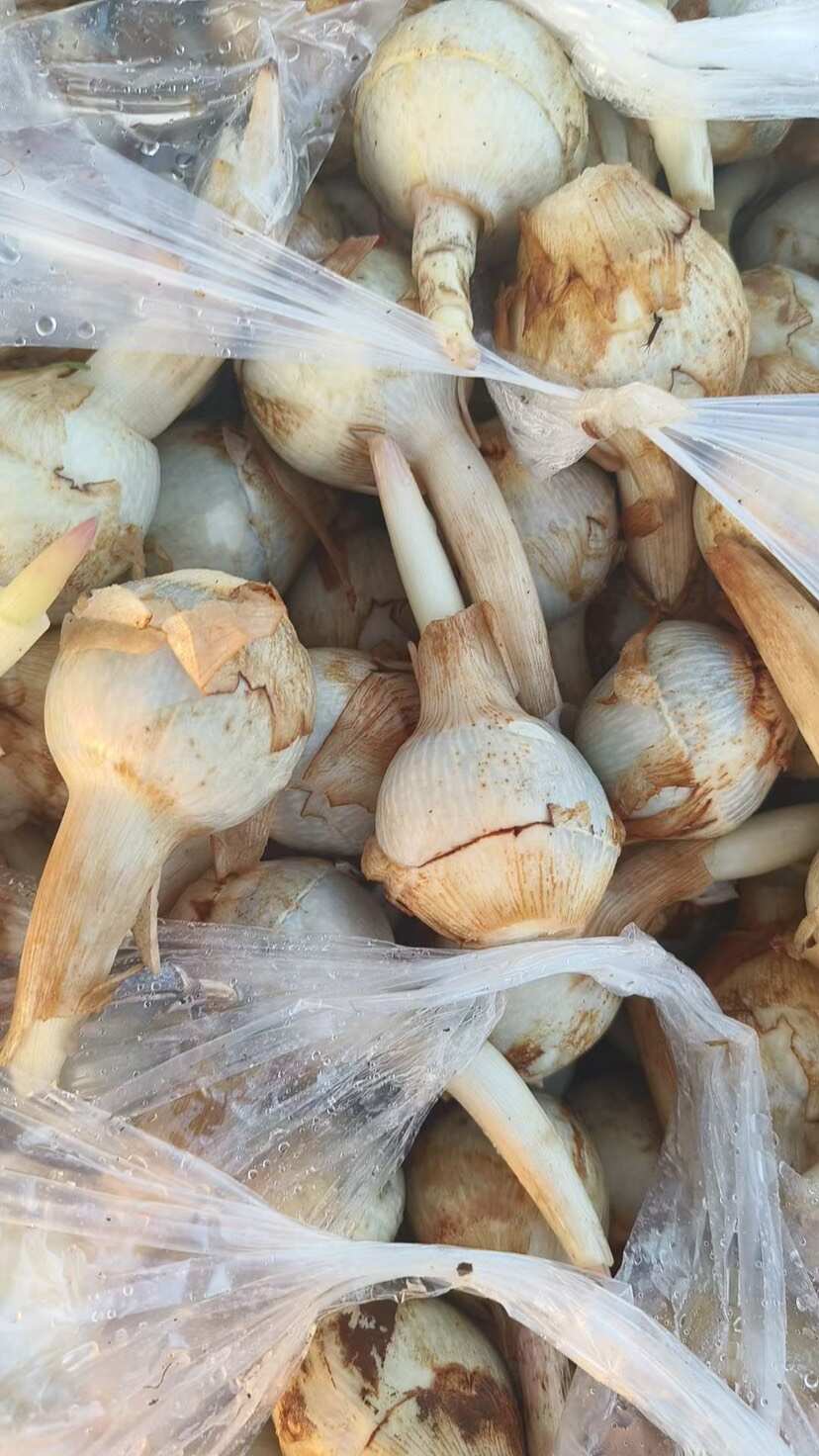 云南精品蓝皮茨菇 大量上市 产地直销 一手货源 欢迎来电咨询