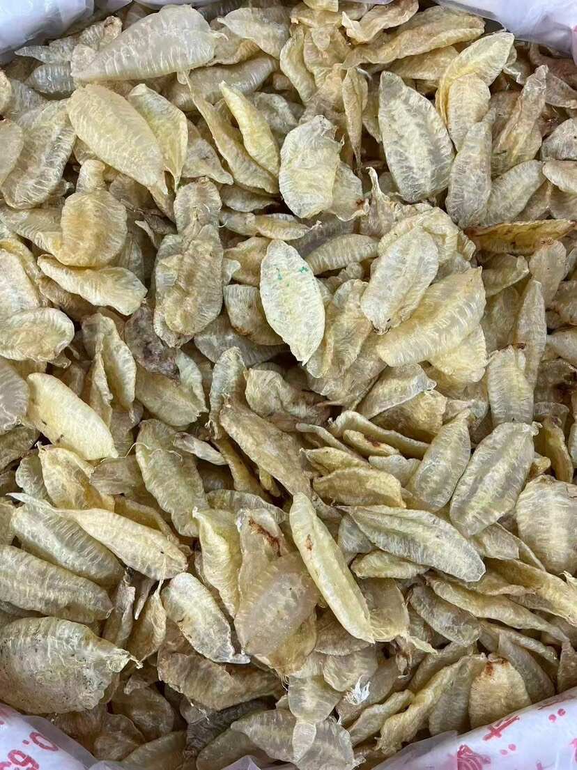 叶子胶 囗感胶质好 100-110头