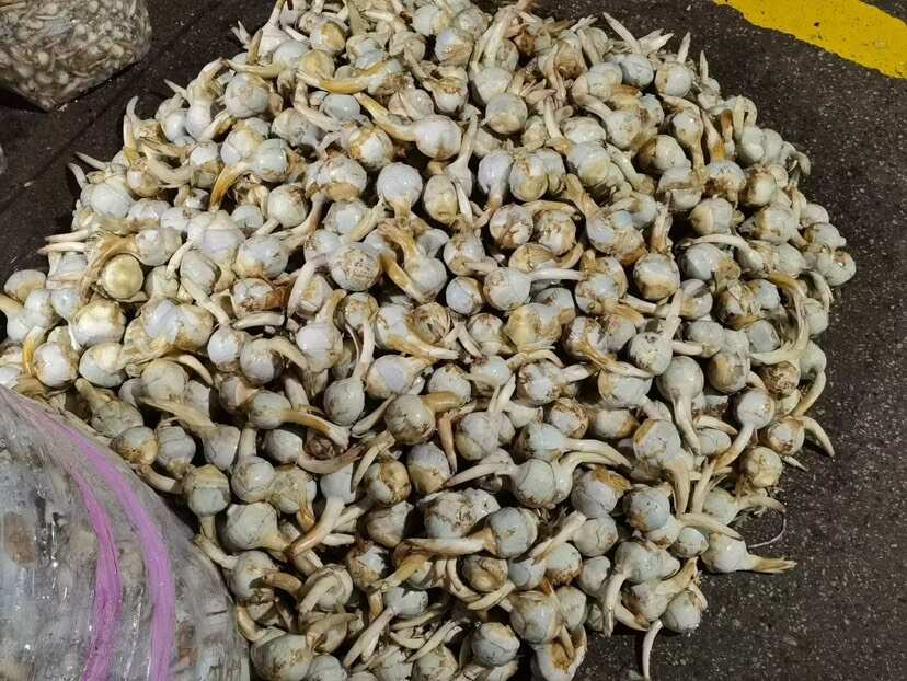 云南精品蓝皮茨菇 大量上市 产地直销 一手货源 欢迎来电咨询