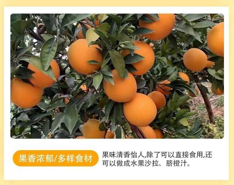 2025赣南脐橙江西橙子新鲜水果 5/10斤赣州手剥甜橙