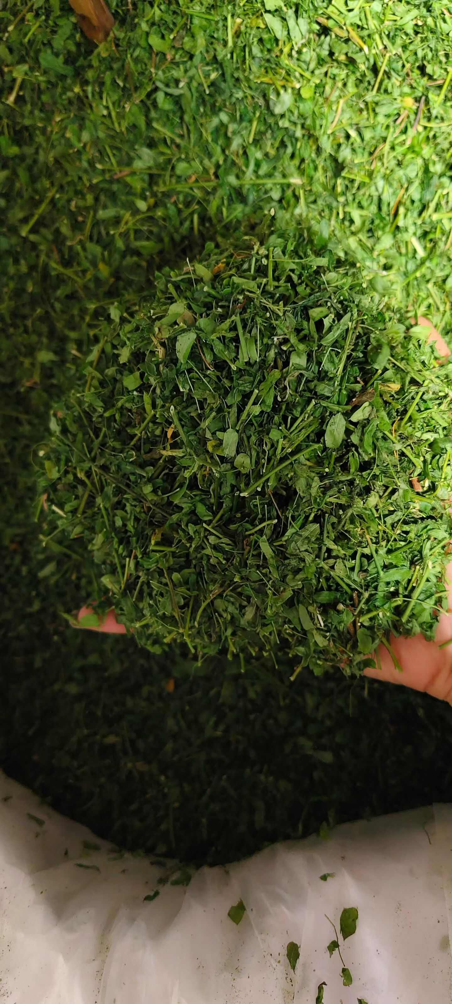 广西玉林鸡骨草中药材全草类优质货源