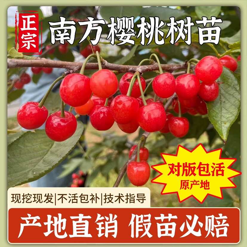 浙江中华小樱桃树苗短柄红妃黑珍珠嫁接果苗南方种植新品对版包活
