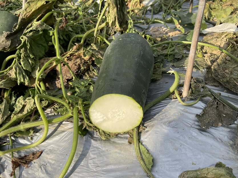 黑皮吊冬瓜，产地直发，价格优惠