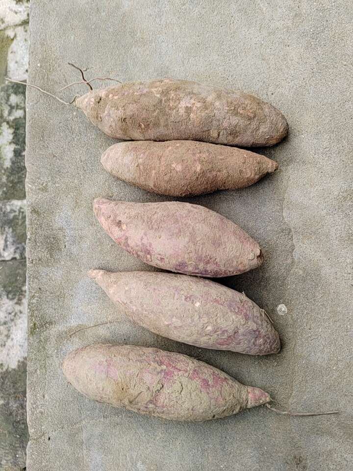 西瓜红  红薯