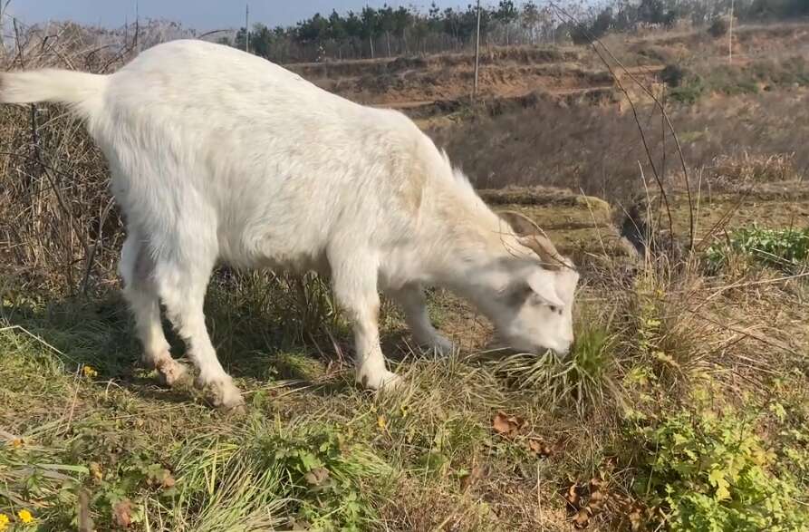 跑山羊不养了全部卖了，老年人追不上了，