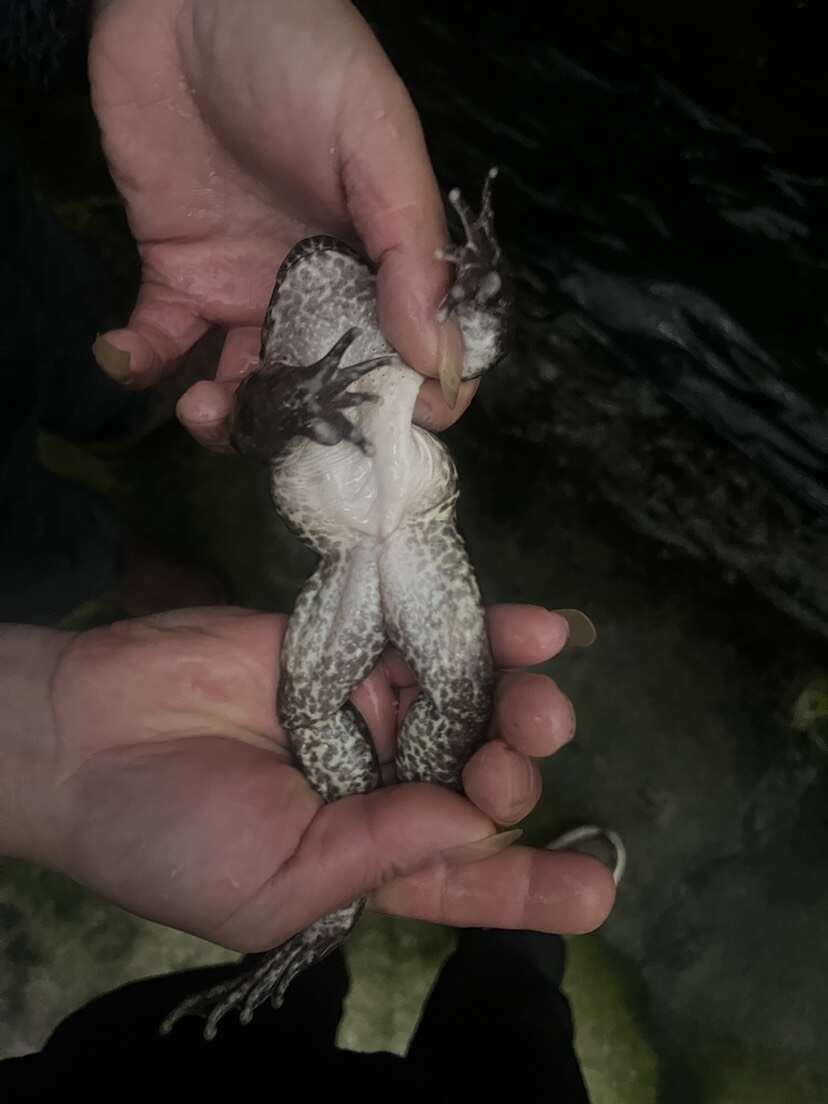 高海拔4-5年足龄养，石蛙鲜嫩更营养，沉淀石蛙本味。