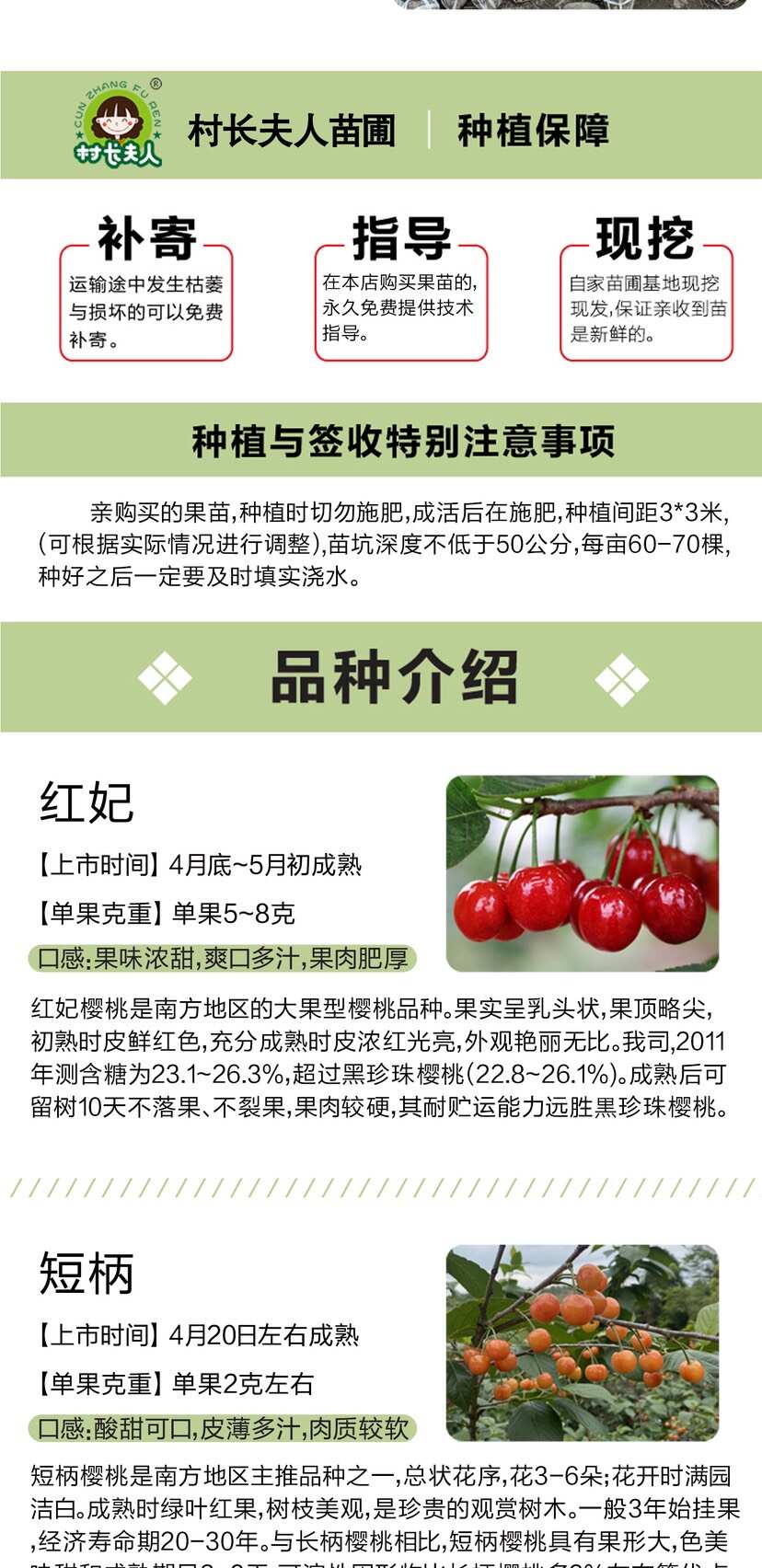 正宗浙江樱桃树苗红妃大樱桃嫁接果苗南方种植大全新品种对版包活