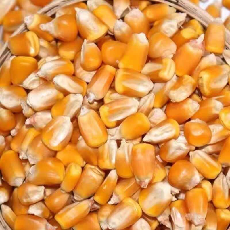 干玉米籽，玉米粒