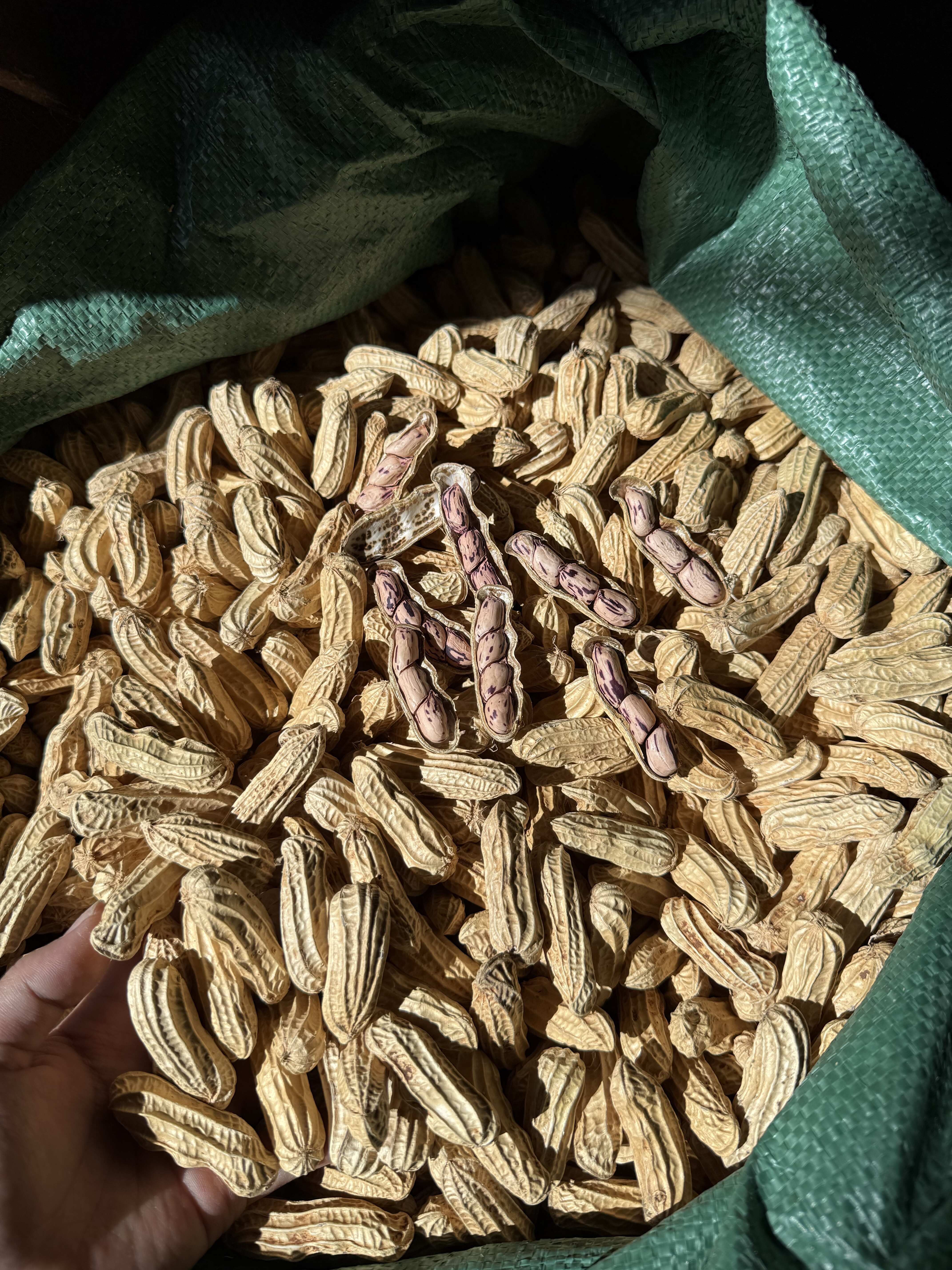 云南七彩花生，黑花生源头供应，多种品质