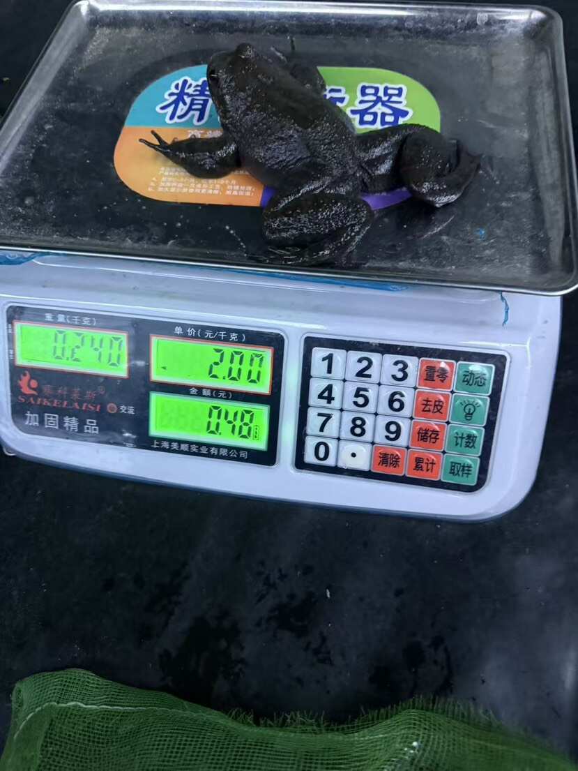 高海拔4-5年足龄养，石蛙鲜嫩更营养，沉淀石蛙本味。