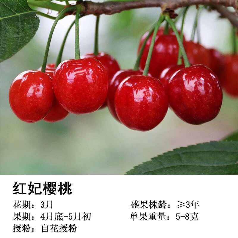 正宗浙江樱桃树苗红妃大樱桃嫁接果苗南方种植大全新品种对版包活