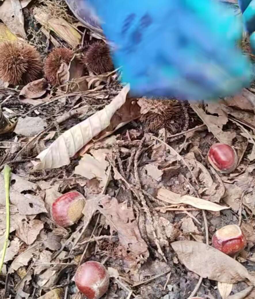 正宗陕西秦岭大山里面的板栗，质量上乘，