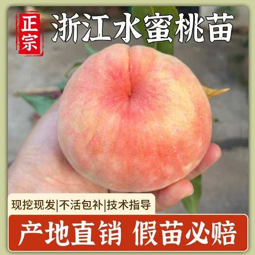 嵊州市正宗湖景蜜露水蜜桃苗浙江奉化玉露嫁接苗果树苗早晚熟阳山