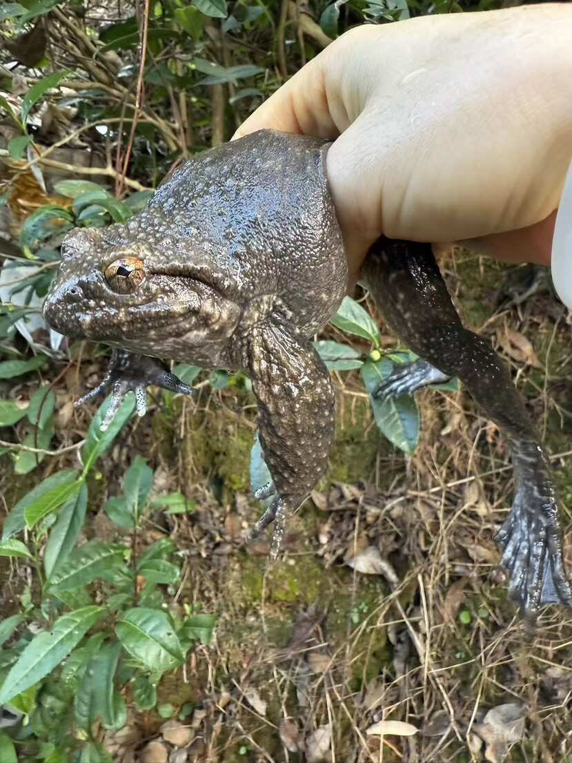 高海拔4-5年足龄养，石蛙鲜嫩更营养，沉淀石蛙本味。