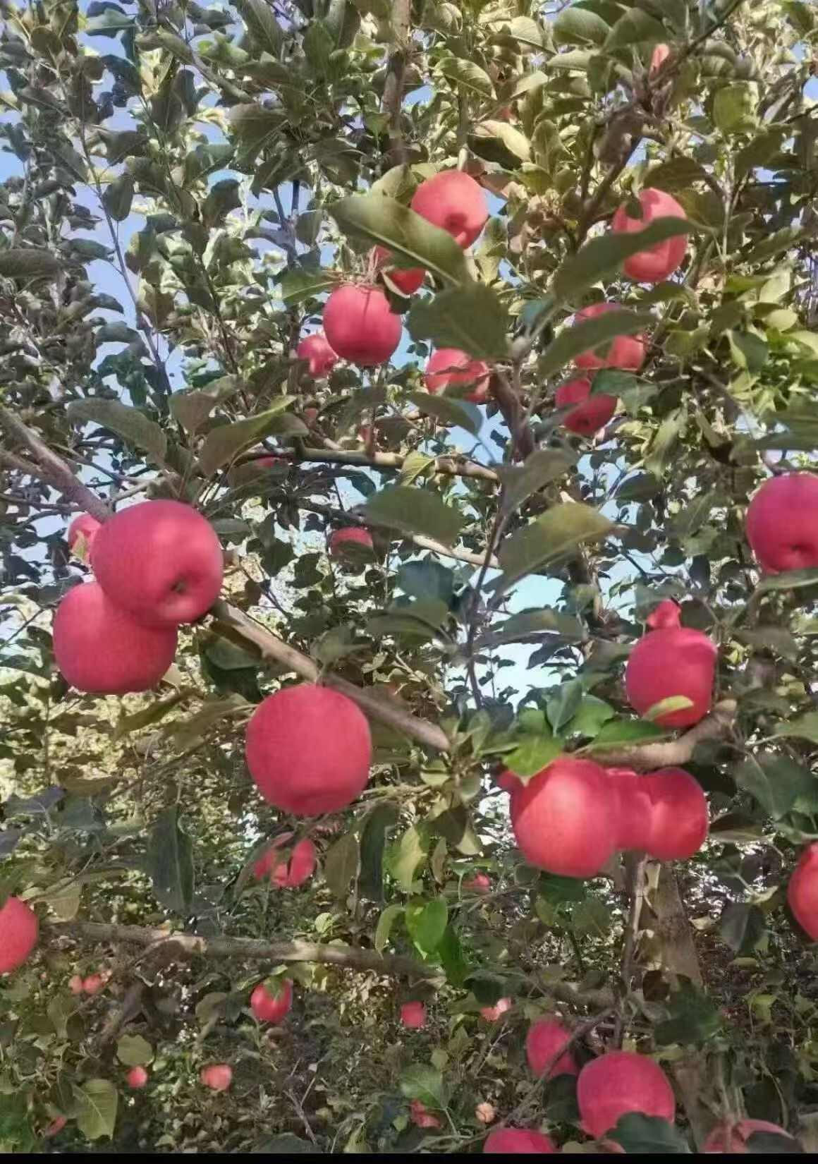 甘肃会宁红富士苹果