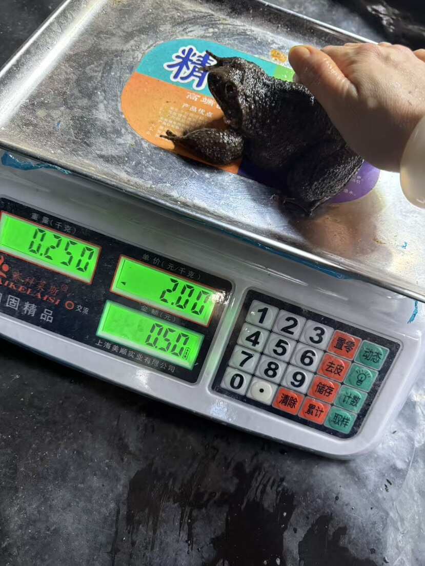 高海拔4-5年足龄养，石蛙鲜嫩更营养，沉淀石蛙本味。