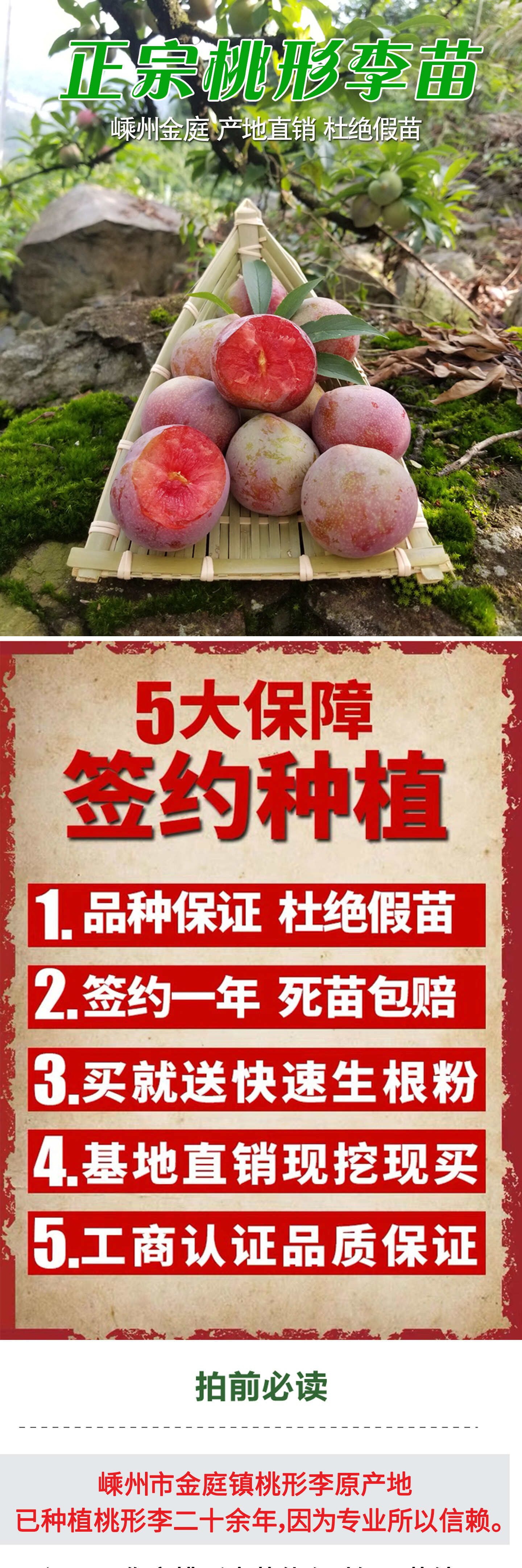 桃形李苗  浙江嵊州金庭桃形李树苗技术指导支持实地考察