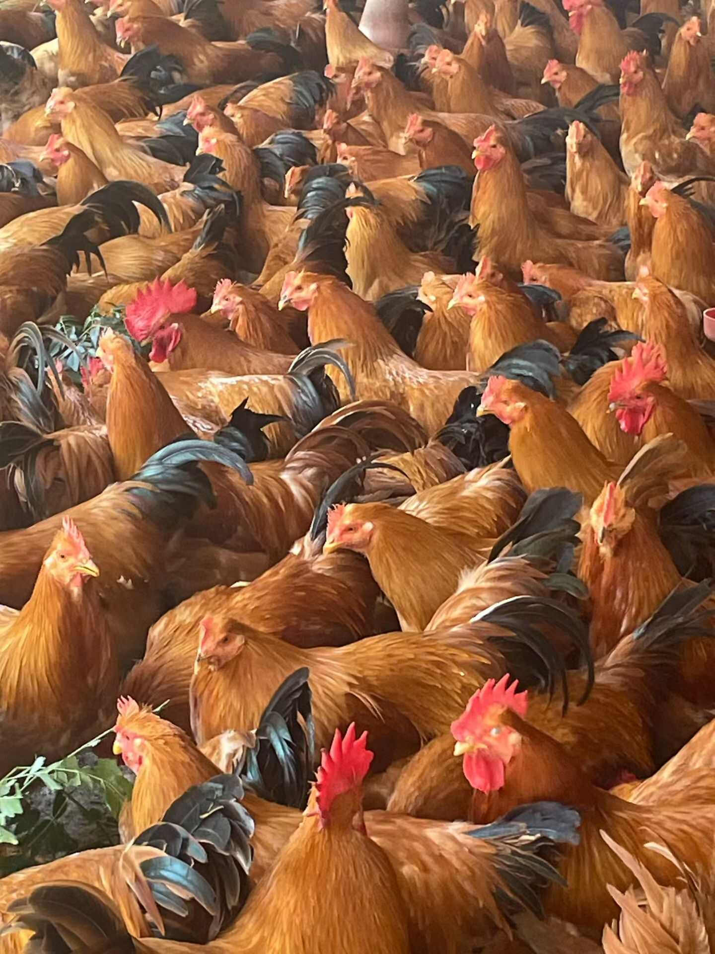 190多天，刘百福鸡种，平均6斤左右。有大部分是烂脚的。