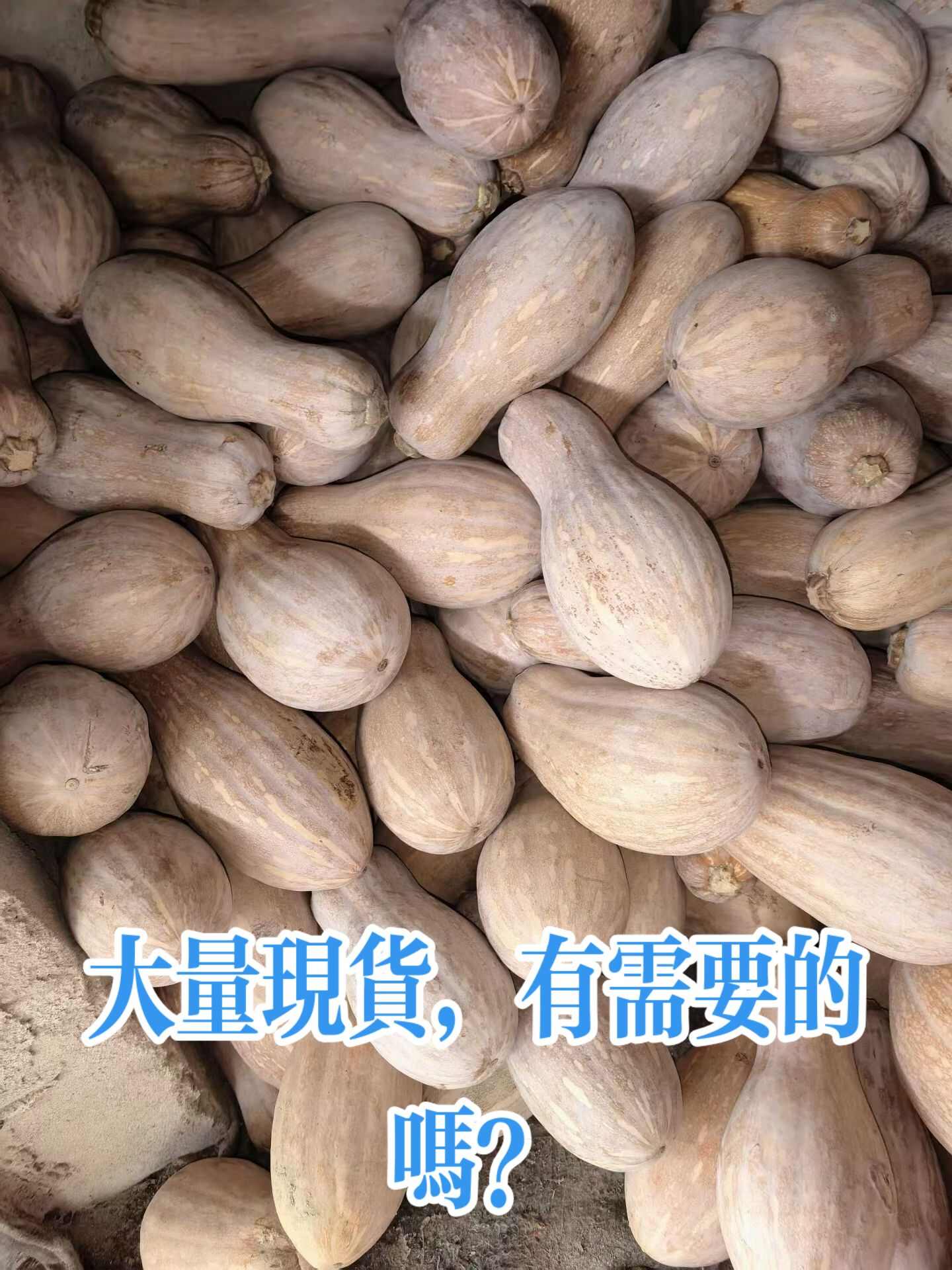 大量蜜本南瓜现货，需要的老板联系！