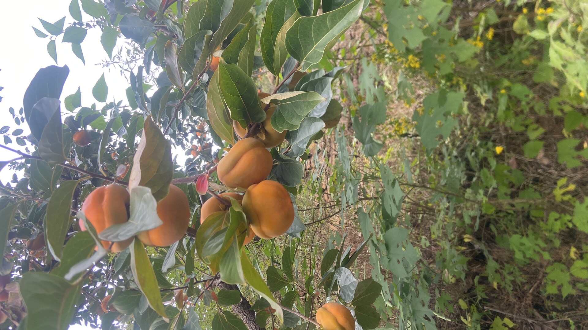 精品磨盘柿