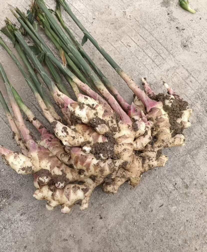 生姜 贵州二黄姜 自产自销