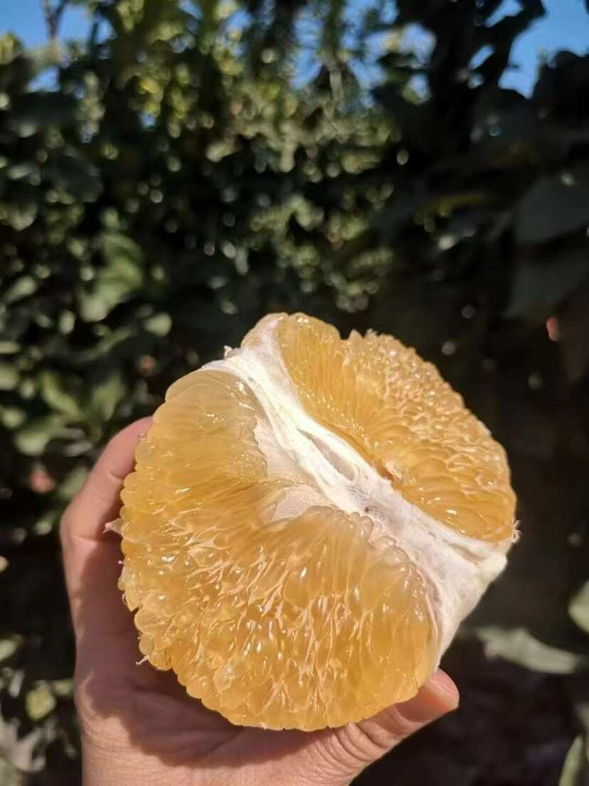 爆汁葡萄柚
