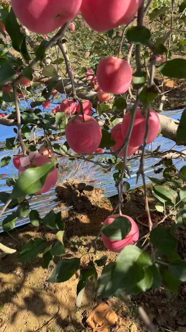 【双十一活动】山东烟台红富士苹果脆甜多汁新鲜采摘现摘现发