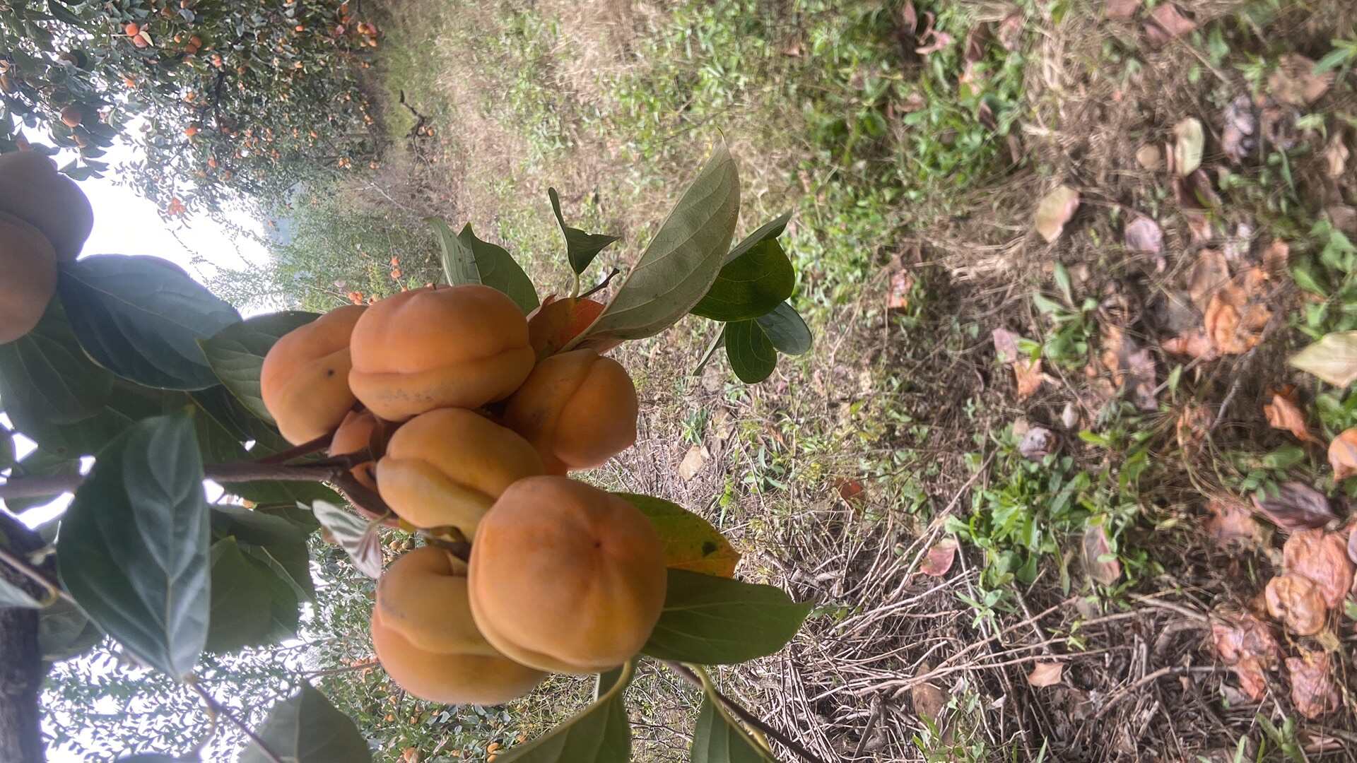 精品磨盘柿
