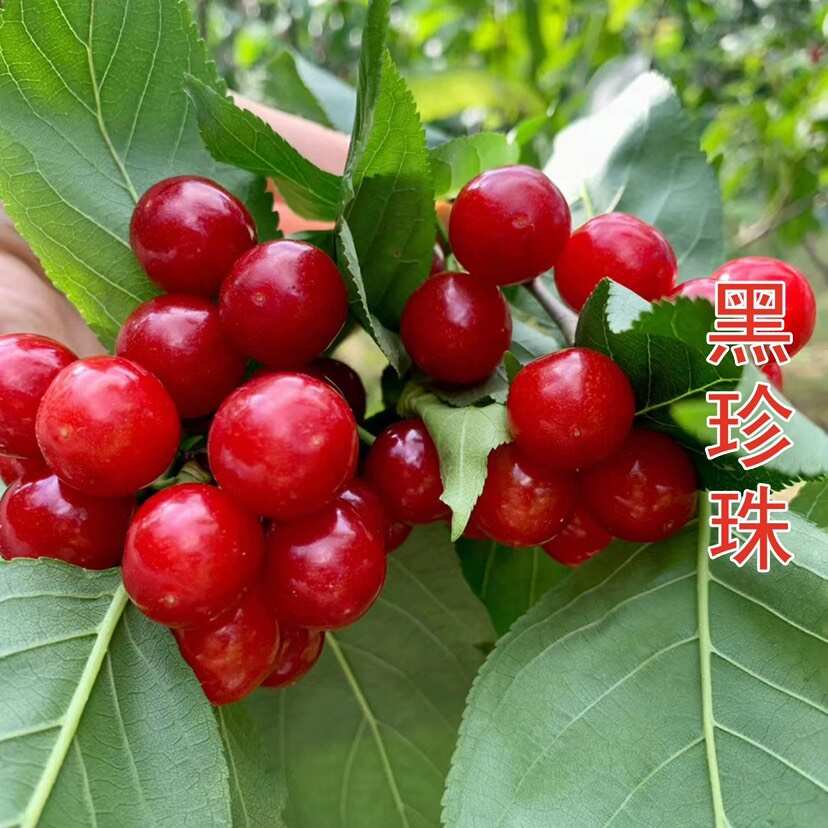 浙江中华小樱桃树苗短柄红妃黑珍珠嫁接果苗南方种植新品对版包活
