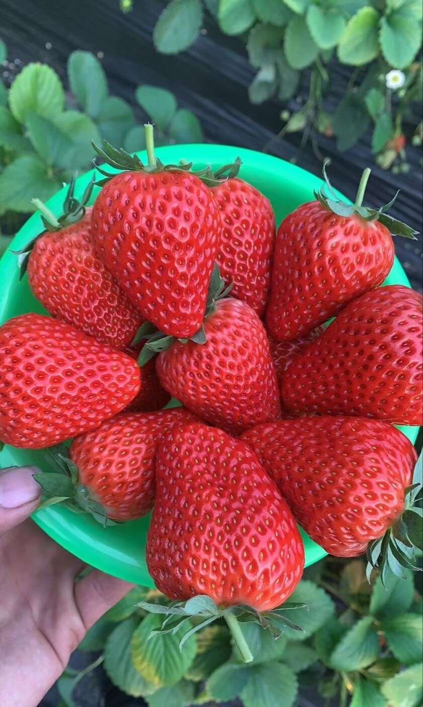 粉玉、妙七草，莓盐莓1号，建德白露，真红美玲，辉煌，越飞雪