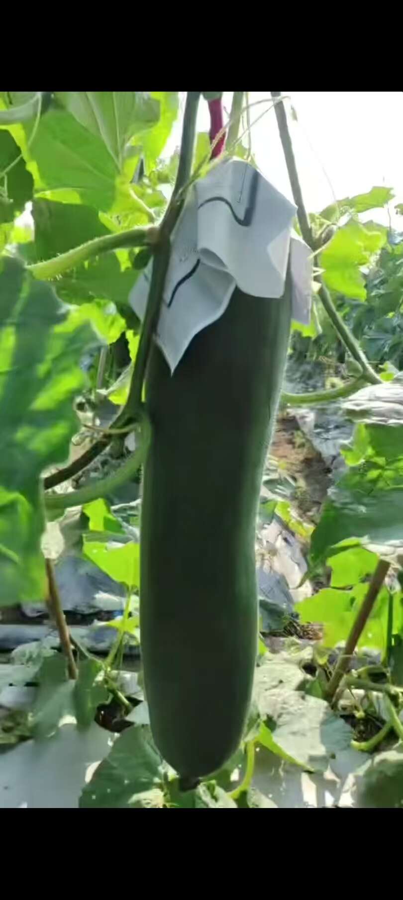 大量出售吊冬瓜，需要的老板联系！