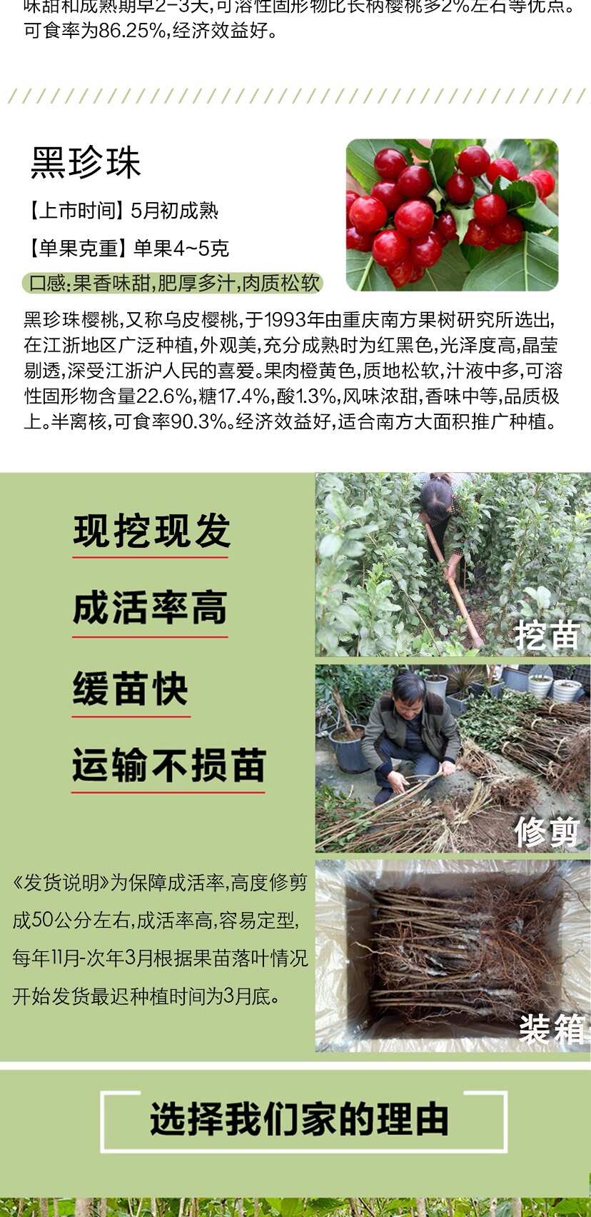 浙江中华小樱桃树苗短柄红妃黑珍珠嫁接果苗南方种植新品对版包活