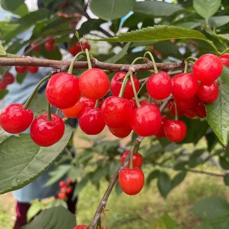 正宗浙江樱桃树苗红妃大樱桃嫁接果苗南方种植大全新品种对版包活