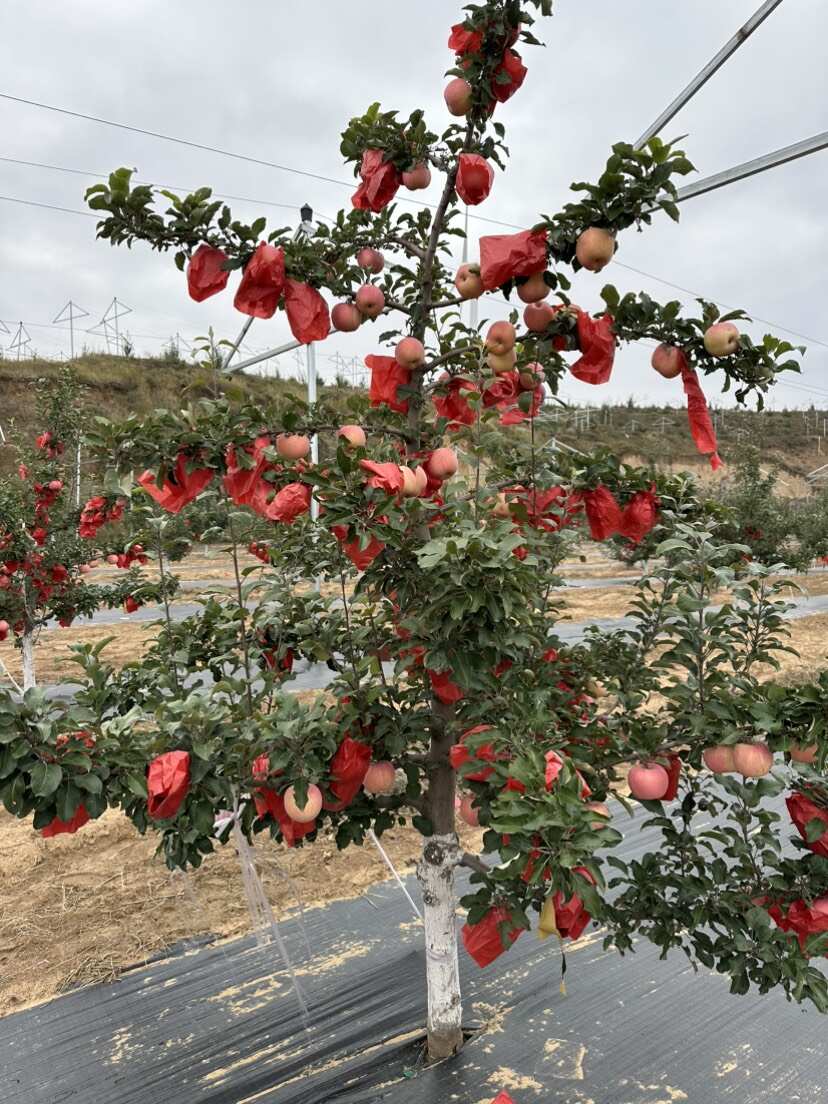 陕北山地苹果，6万斤成熟在即，急寻采购商
