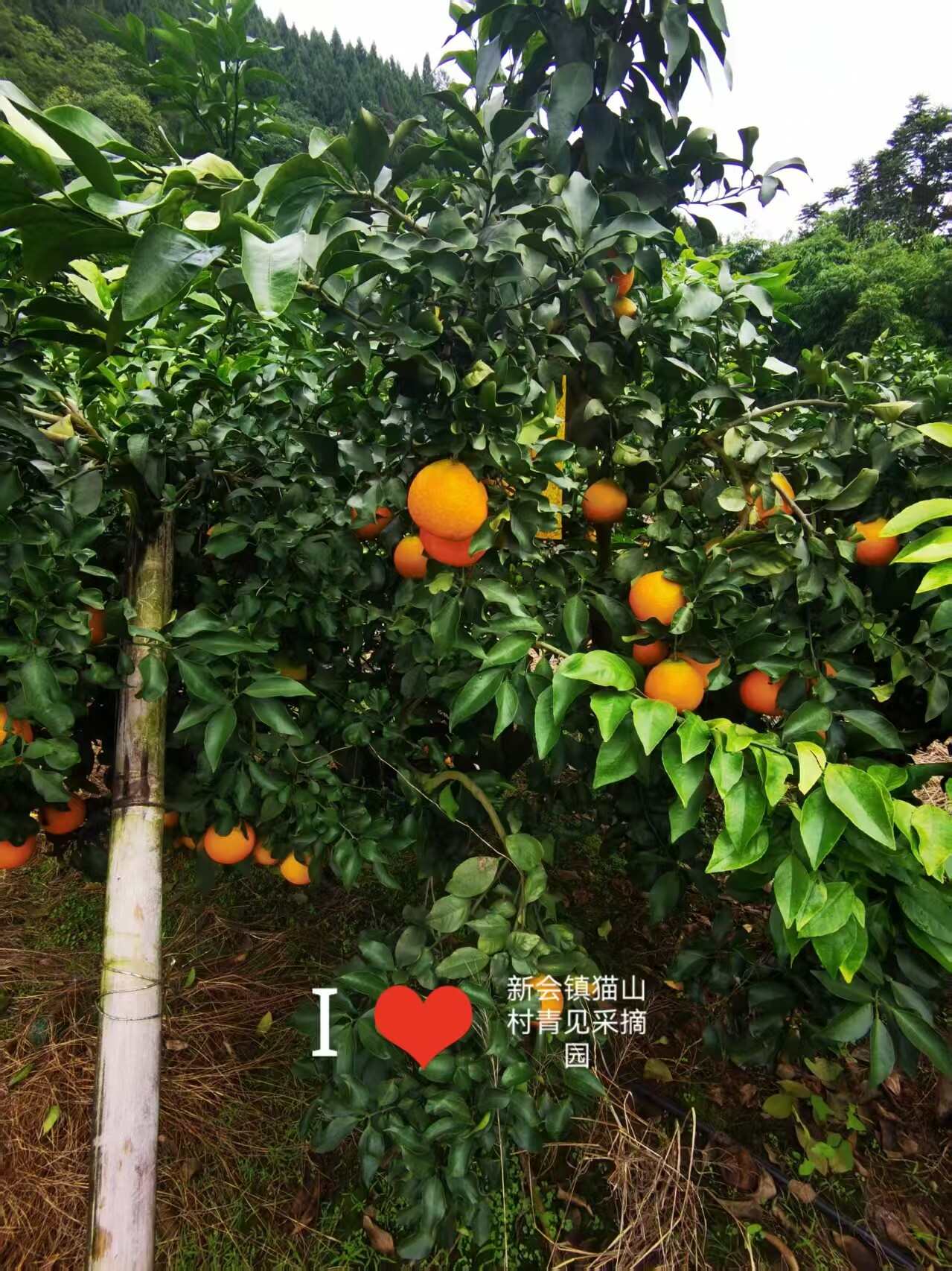 爱媛70起摘80站7   8成 一次可以一次2到3万斤