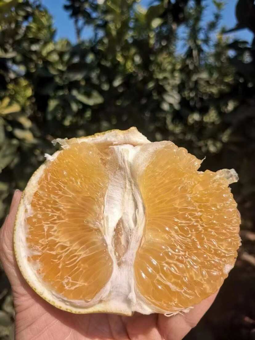 爆汁葡萄柚