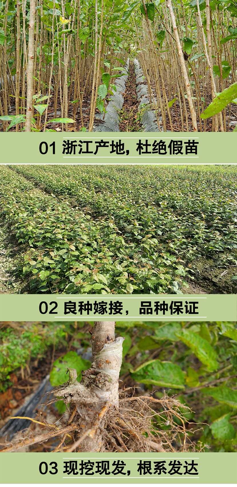 浙江中华小樱桃树苗短柄红妃黑珍珠嫁接果苗南方种植新品对版包活