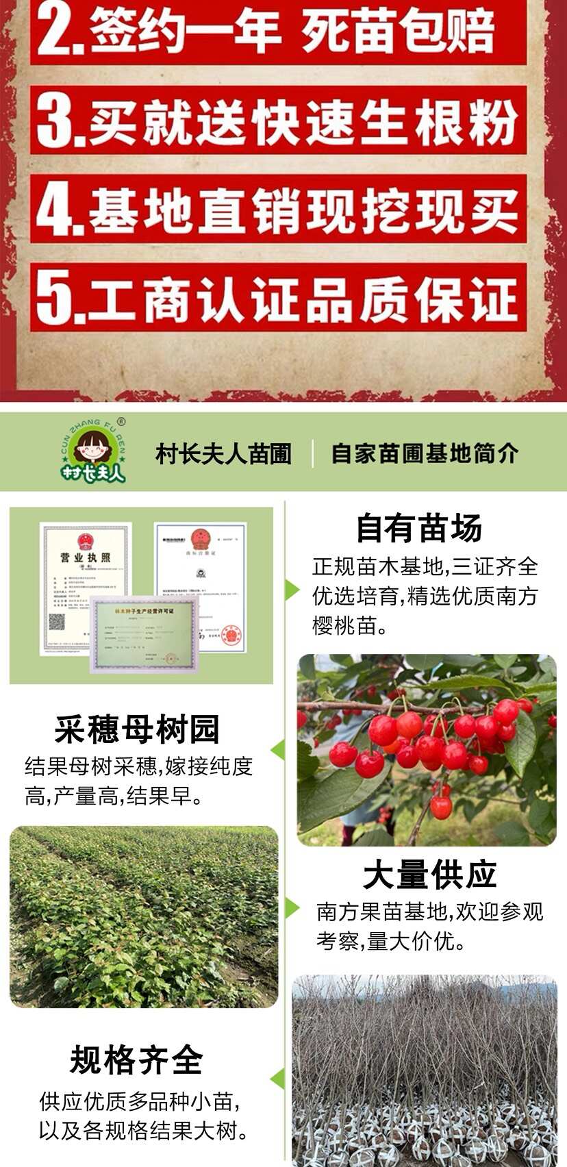 正宗浙江樱桃树苗红妃大樱桃嫁接果苗南方种植大全新品种对版包活