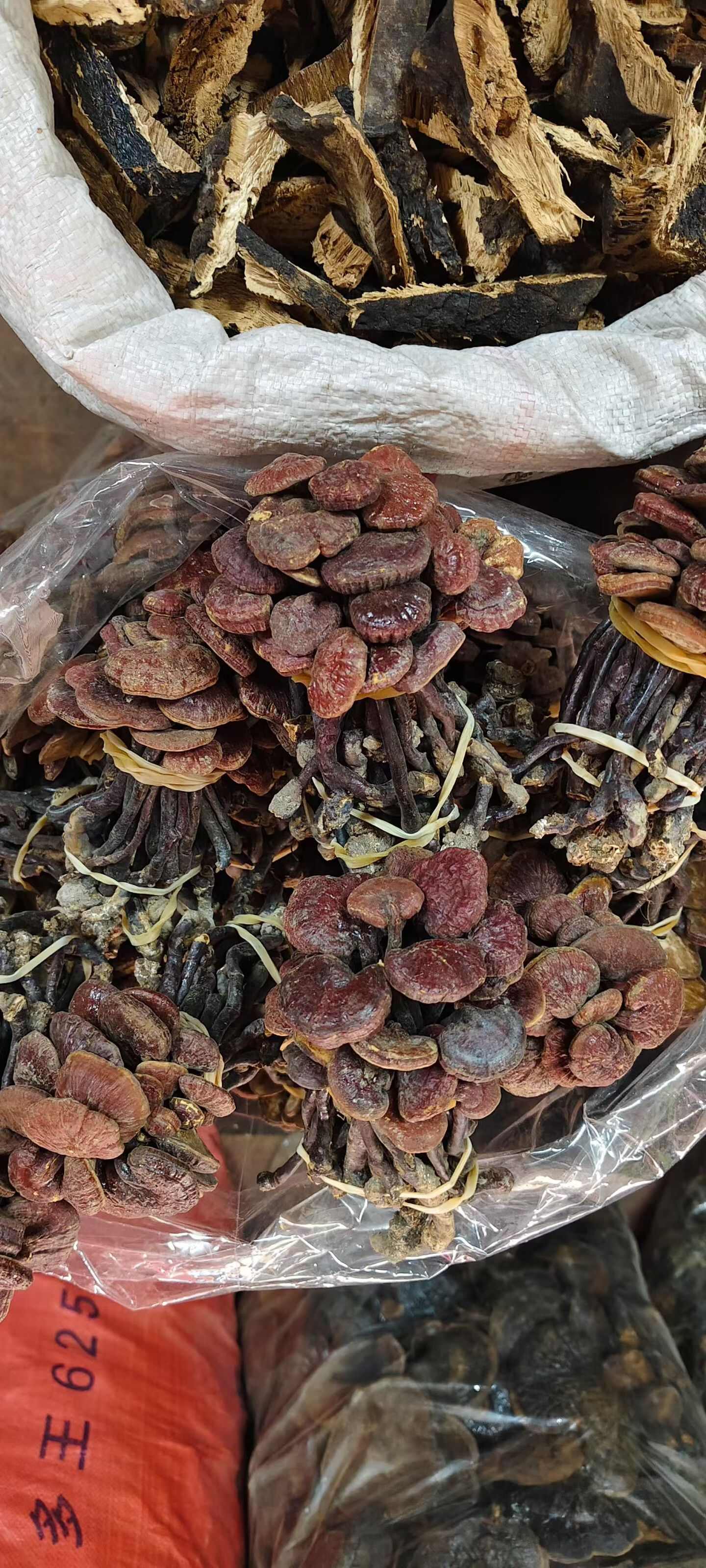 广西玉林灵芝初级农产品